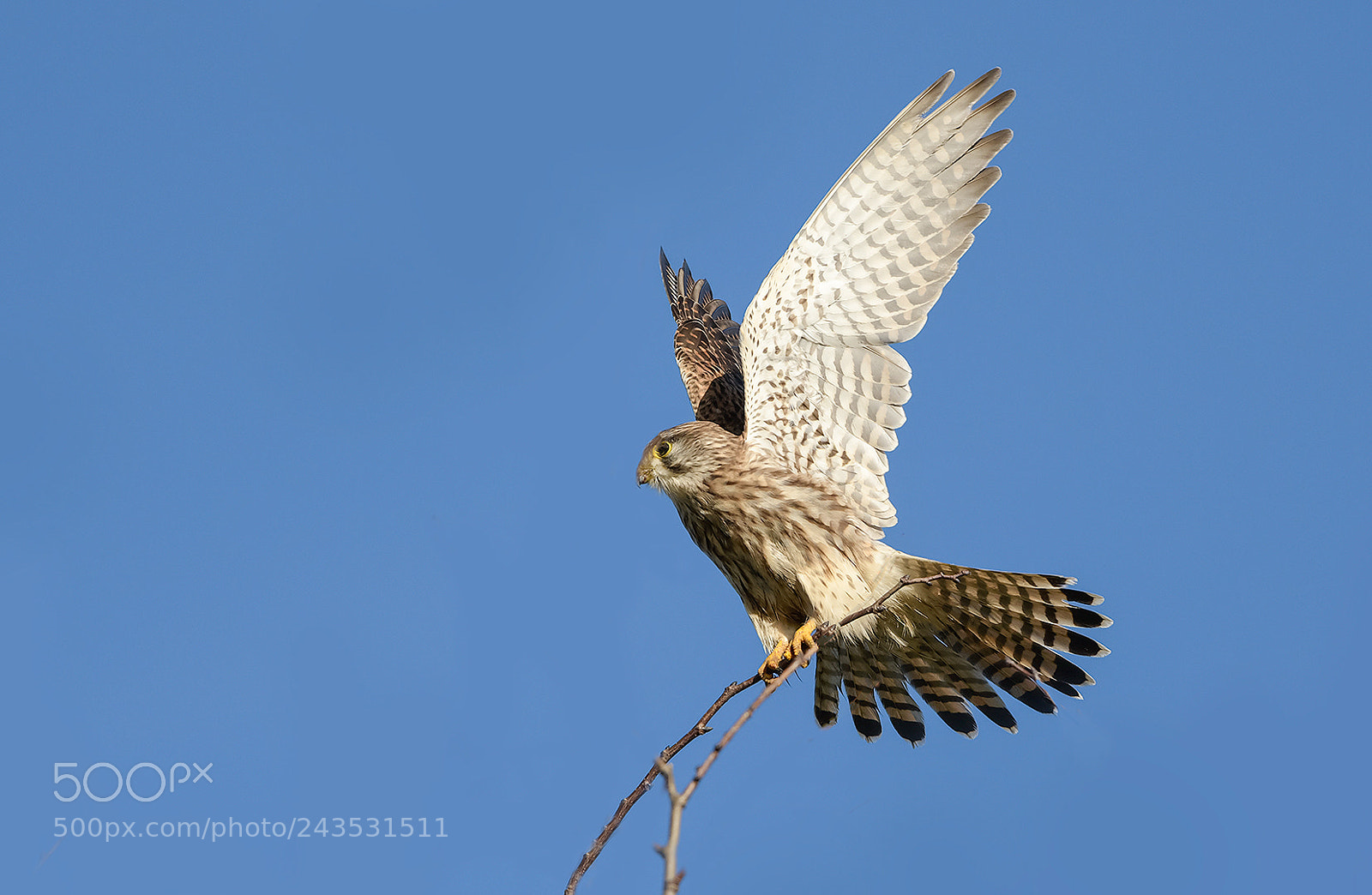 Nikon D500 sample photo. Kestrel ready to flyght. photography