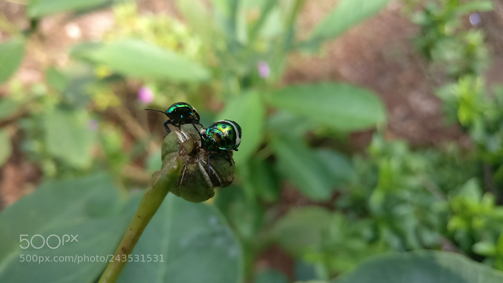 OnePlus A3003 sample photo. Jay sudra photography photography