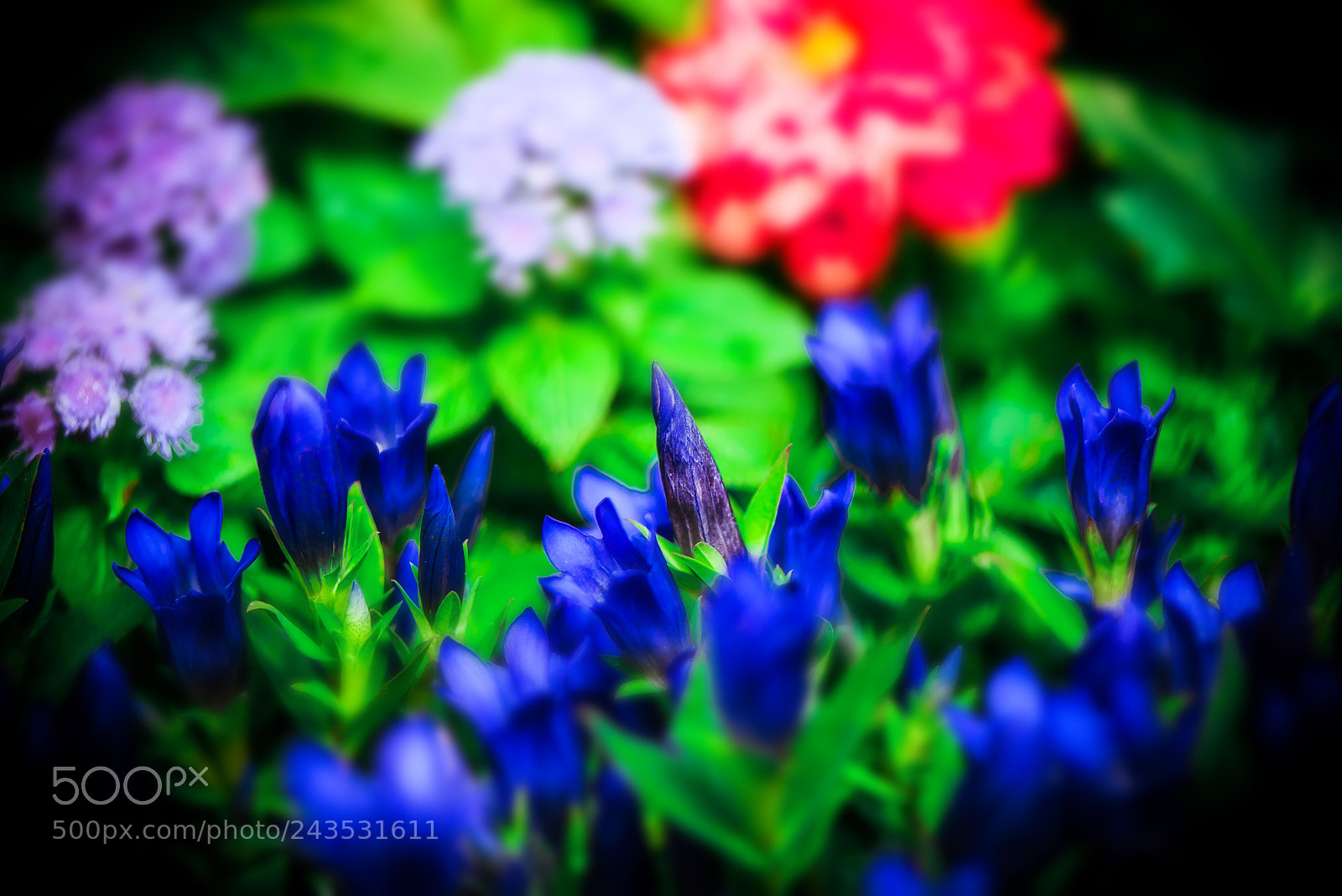 Nikon D800E sample photo. Flowers dream photography