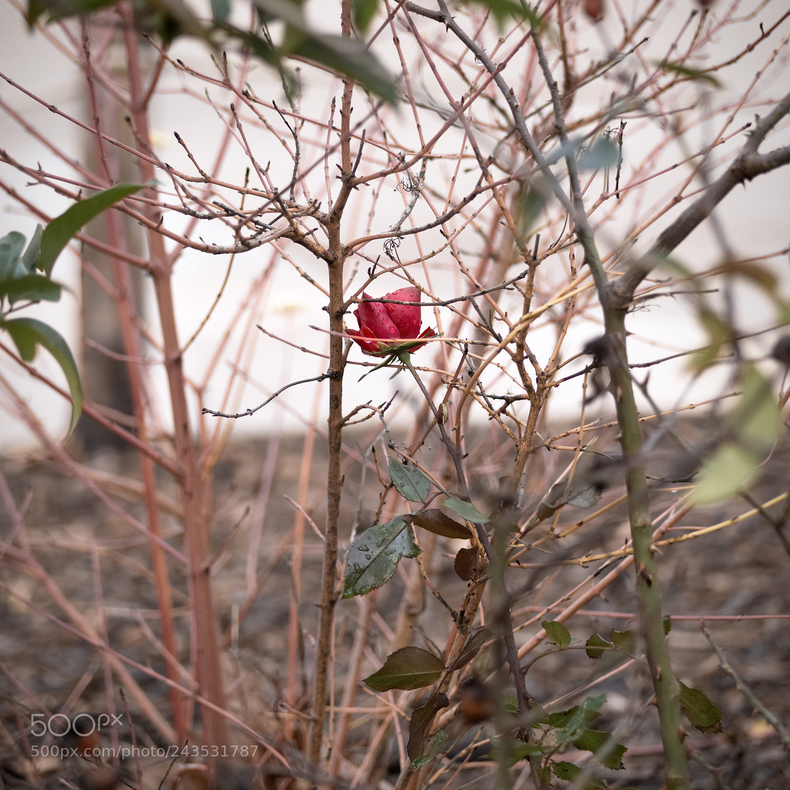 Panasonic Lumix DC-GH5 sample photo. Dans la confusion photography