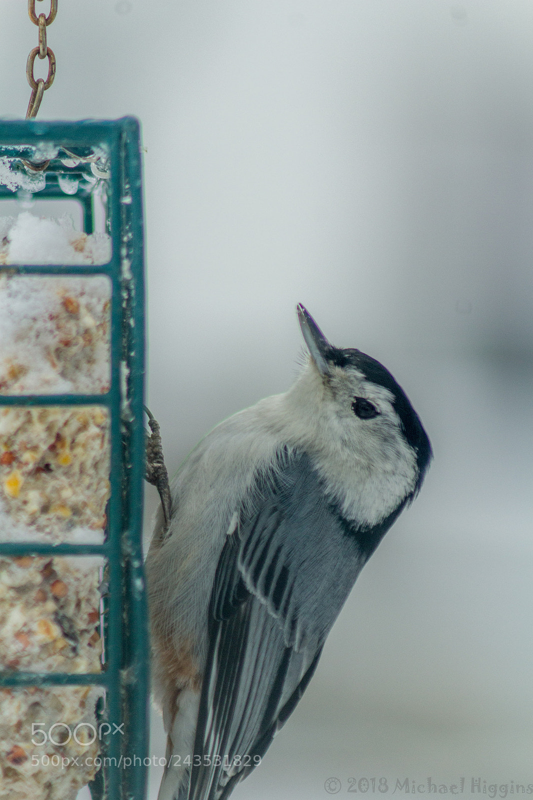 Canon EOS 1200D (EOS Rebel T5 / EOS Kiss X70 / EOS Hi) sample photo. Nuthatch photography