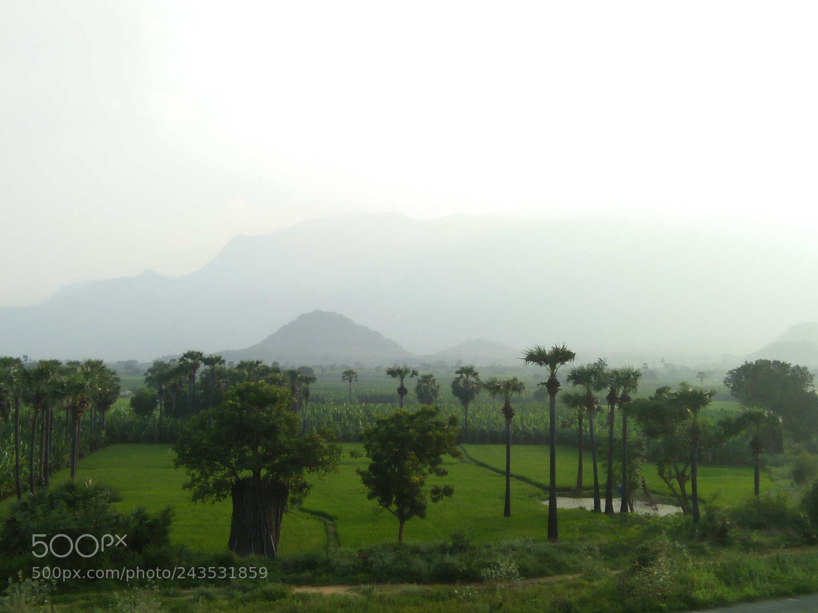OPPO A33f sample photo. Img photography