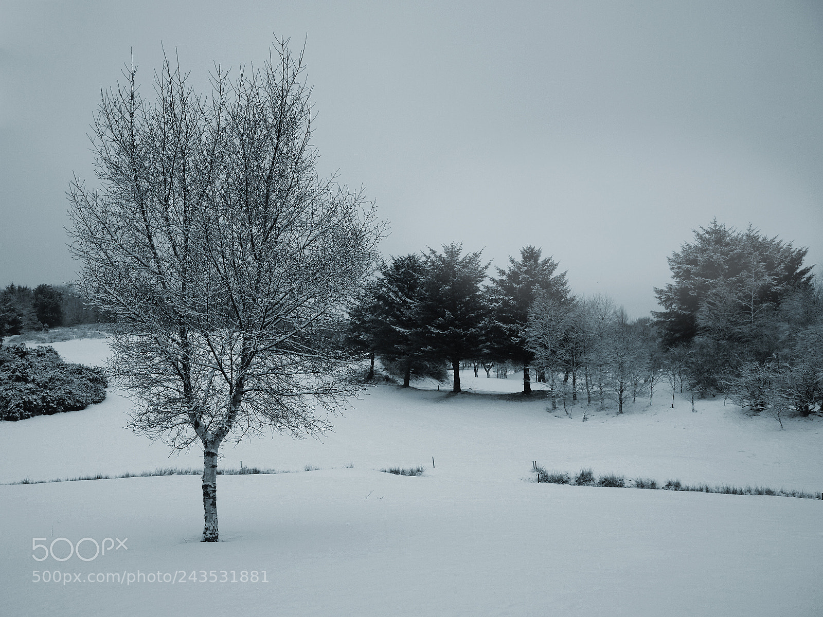 Olympus PEN E-P1 sample photo. It's white out photography