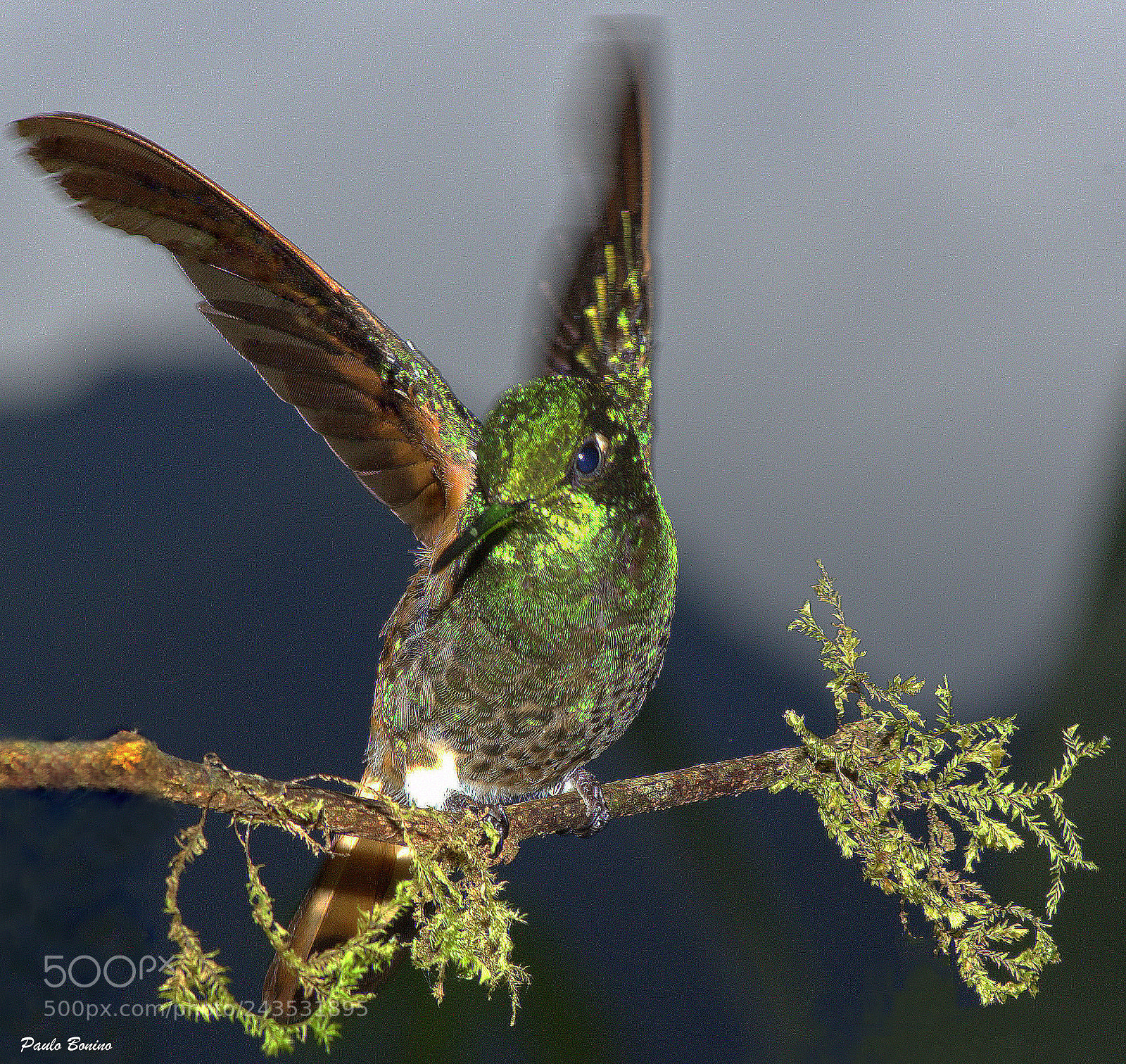 Nikon D600 sample photo. Buff-tailed photography
