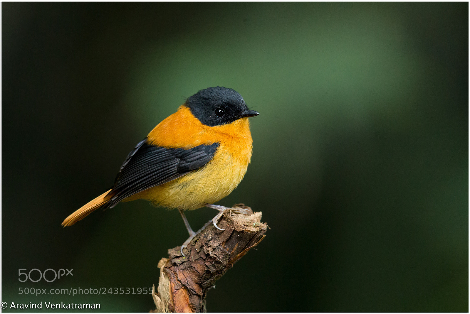 Canon EOS-1D X sample photo. Black and orange flycatcher photography