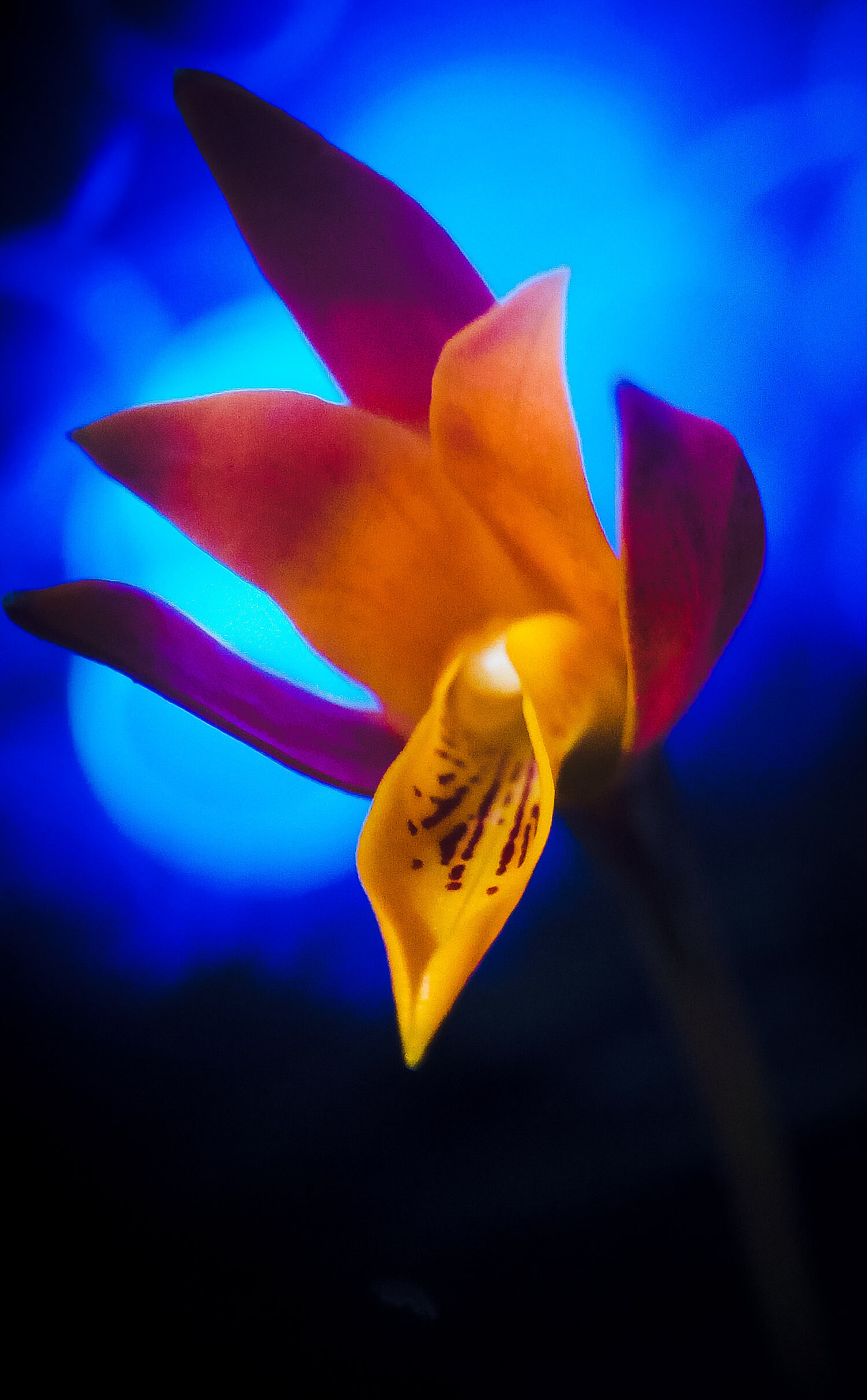 HUAWEI GR3 sample photo. Guarianthe aurantiaca  photography