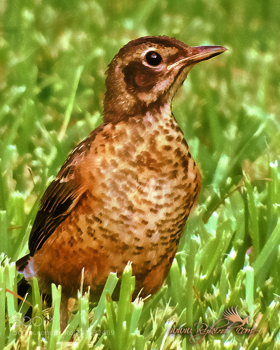 Fujifilm FinePix S1 sample photo. Proud robin photography