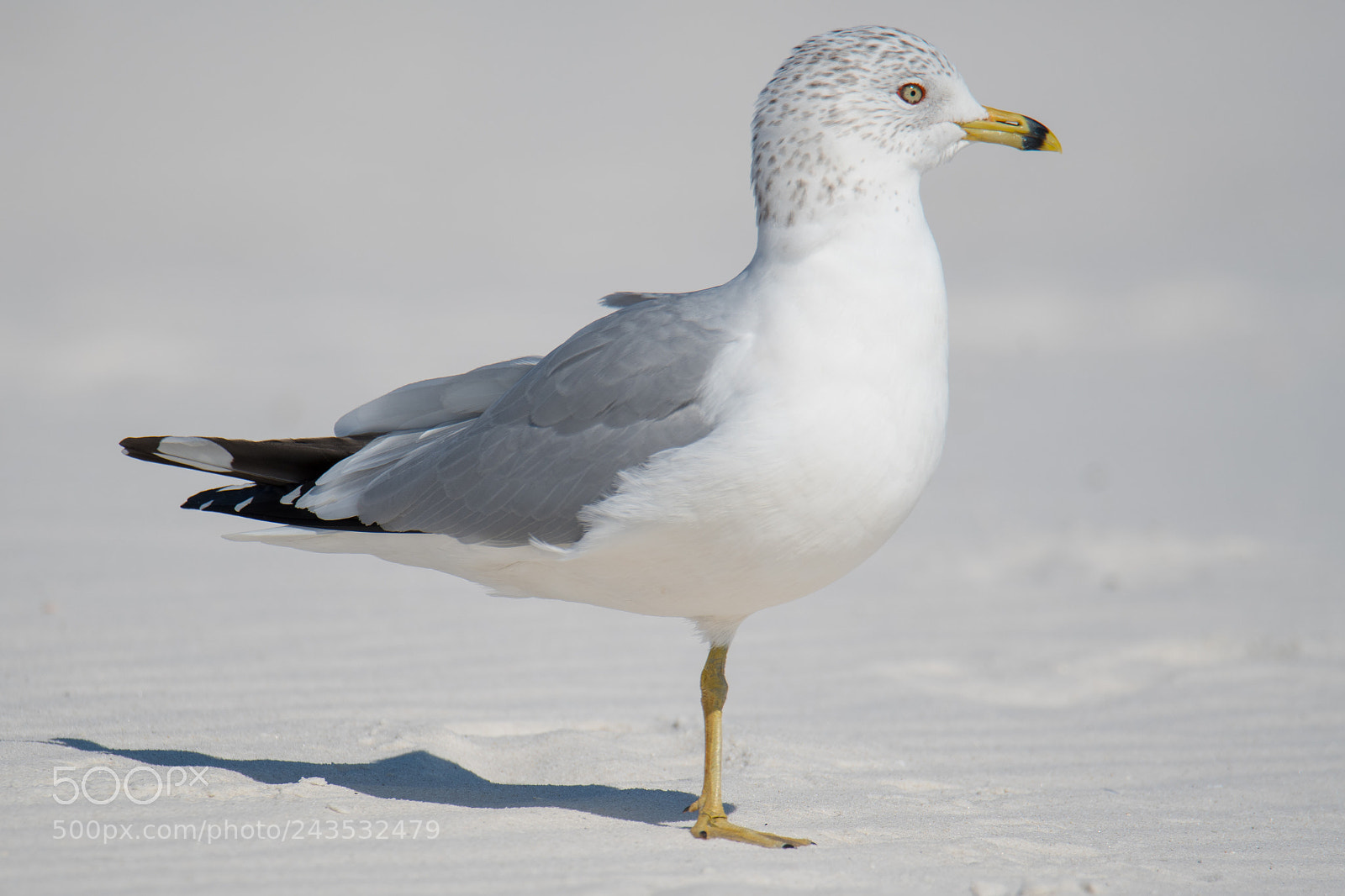 Nikon D500 sample photo. Gull on one foot photography