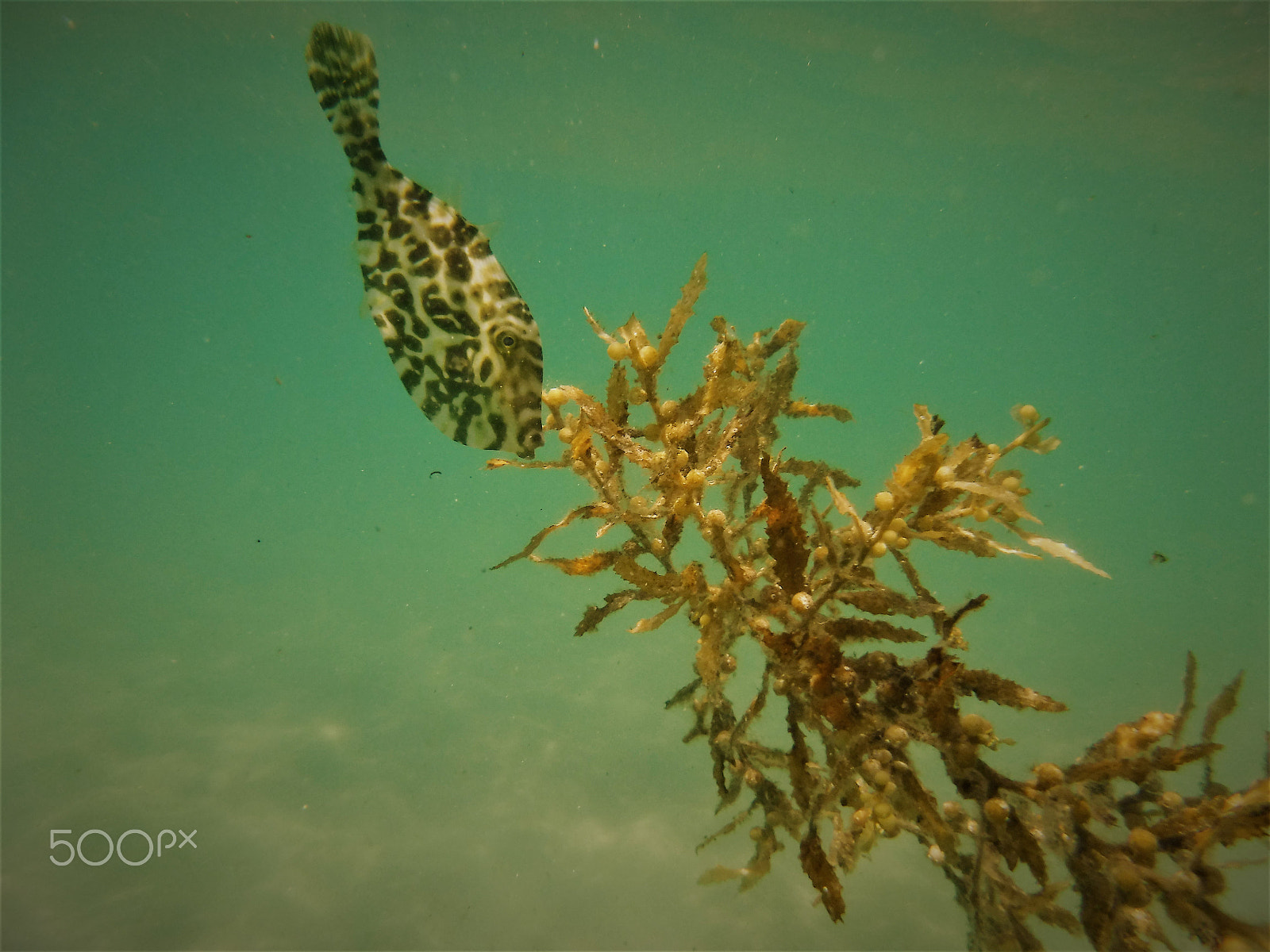 Fujifilm FinePix XP80 XP81 XP85 sample photo. Juvenile triggerfish hiding photography