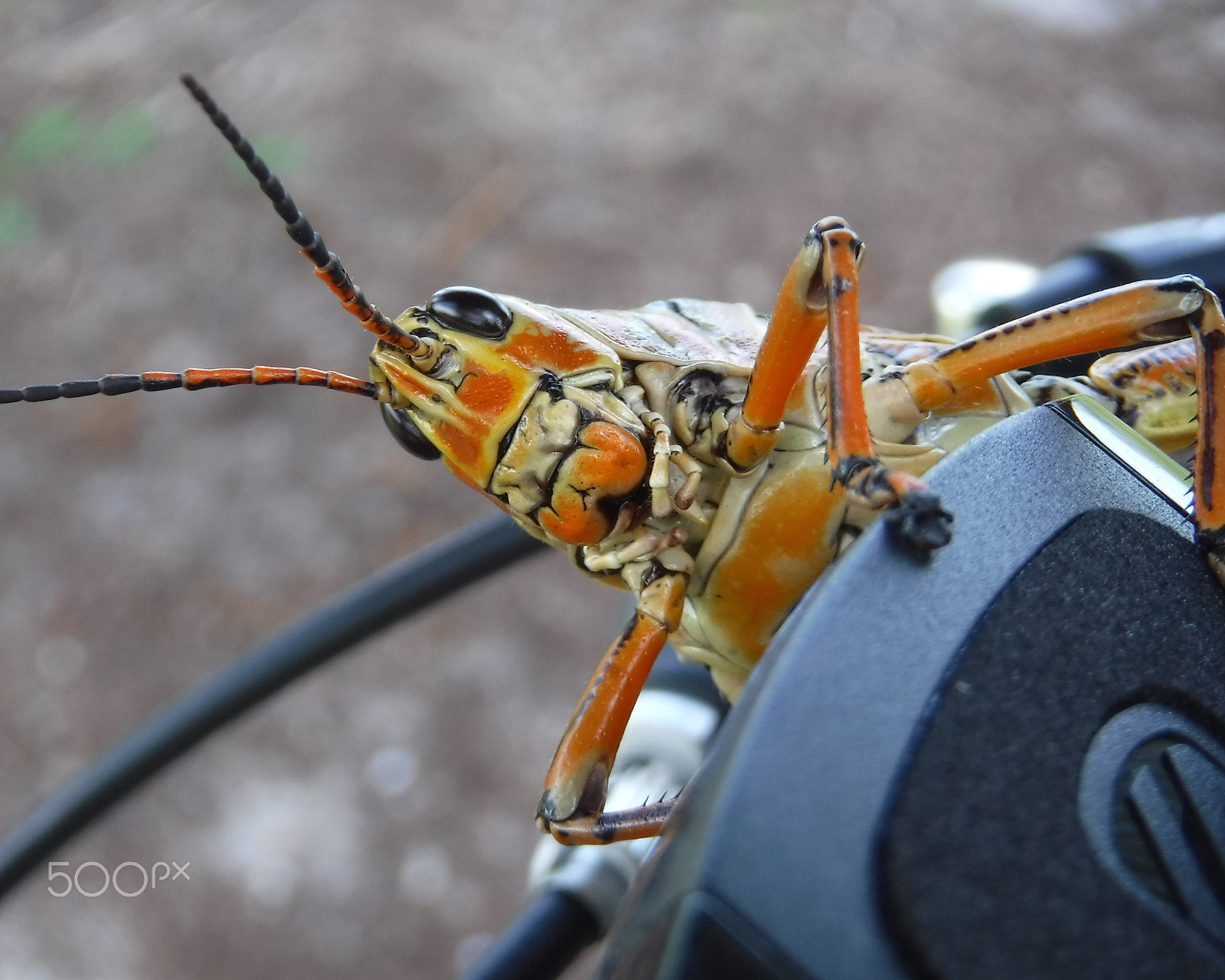 Fujifilm FinePix XP80 XP81 XP85 sample photo. Florida giant orange grasshopper photography