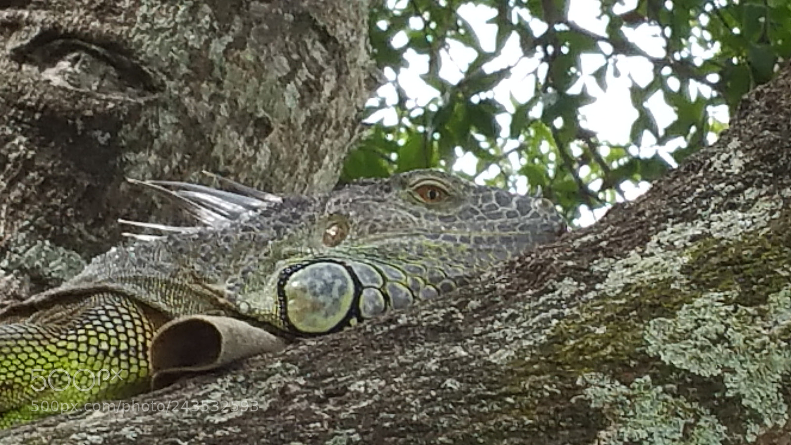 Samsung Galaxy Note4 sample photo. Chillin iguana photography