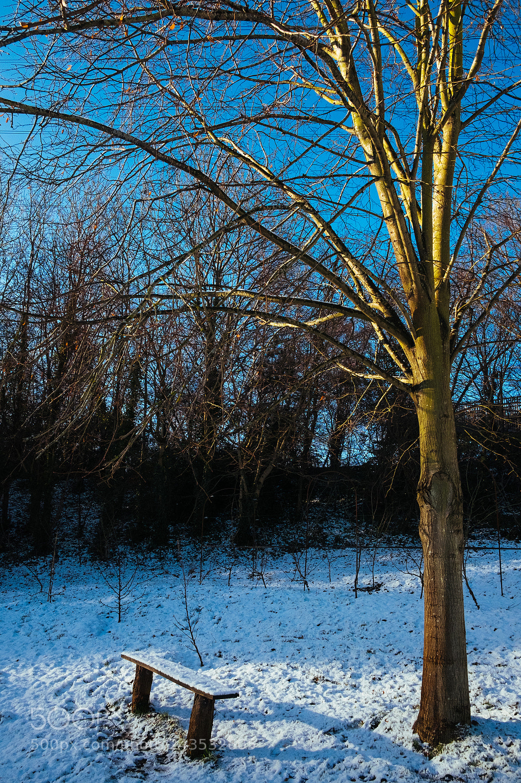 Fujifilm X-E2 sample photo. Under the sleeping tree photography
