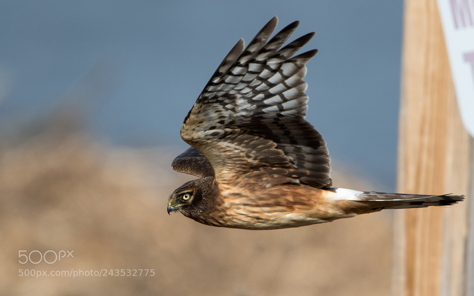 Canon EOS 7D Mark II sample photo. Hunting harrier photography