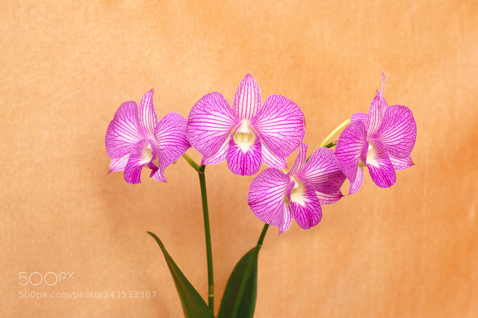 Sony Alpha DSLR-A900 sample photo. 蝴蝶兰 photography