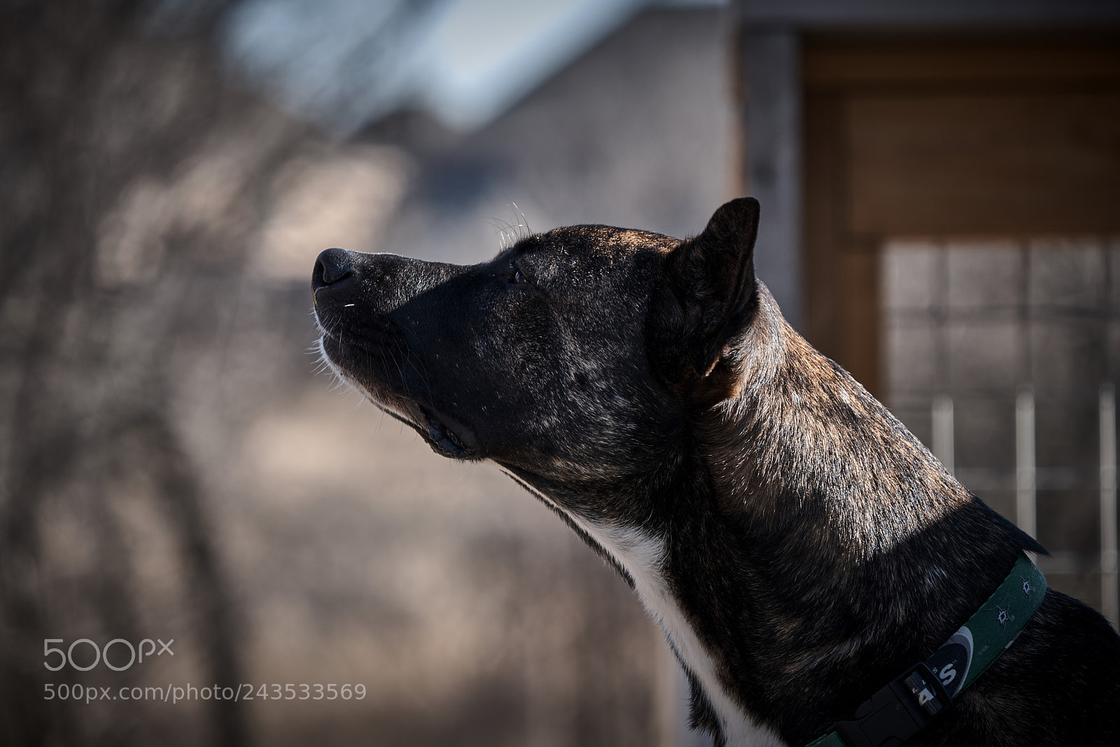 Fujifilm X-T20 sample photo. Early riser photography