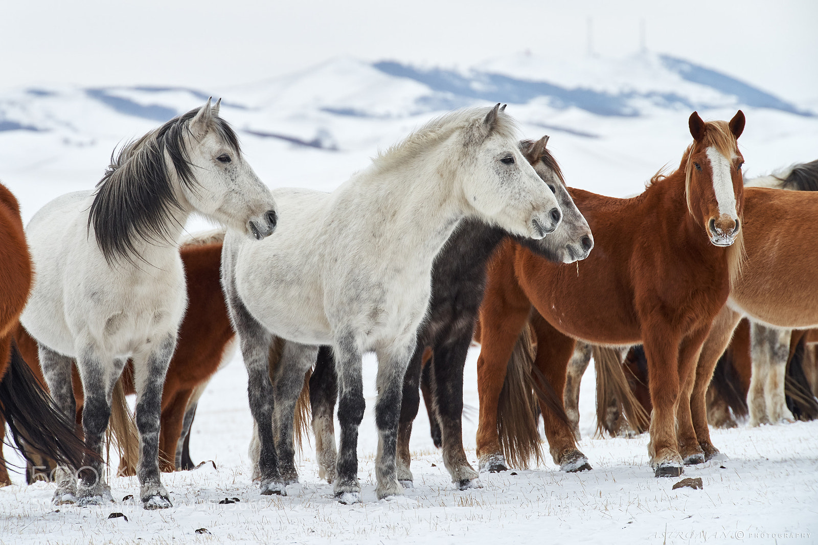 Pentax K-1 sample photo. Horse photography