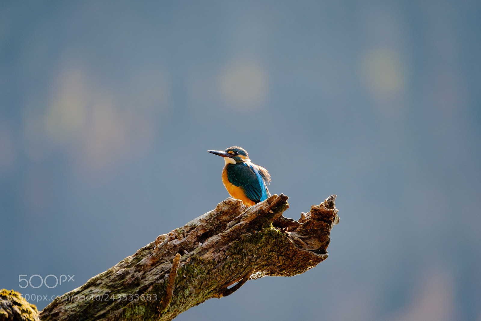 Fujifilm X-T2 sample photo. Kingfisher photography
