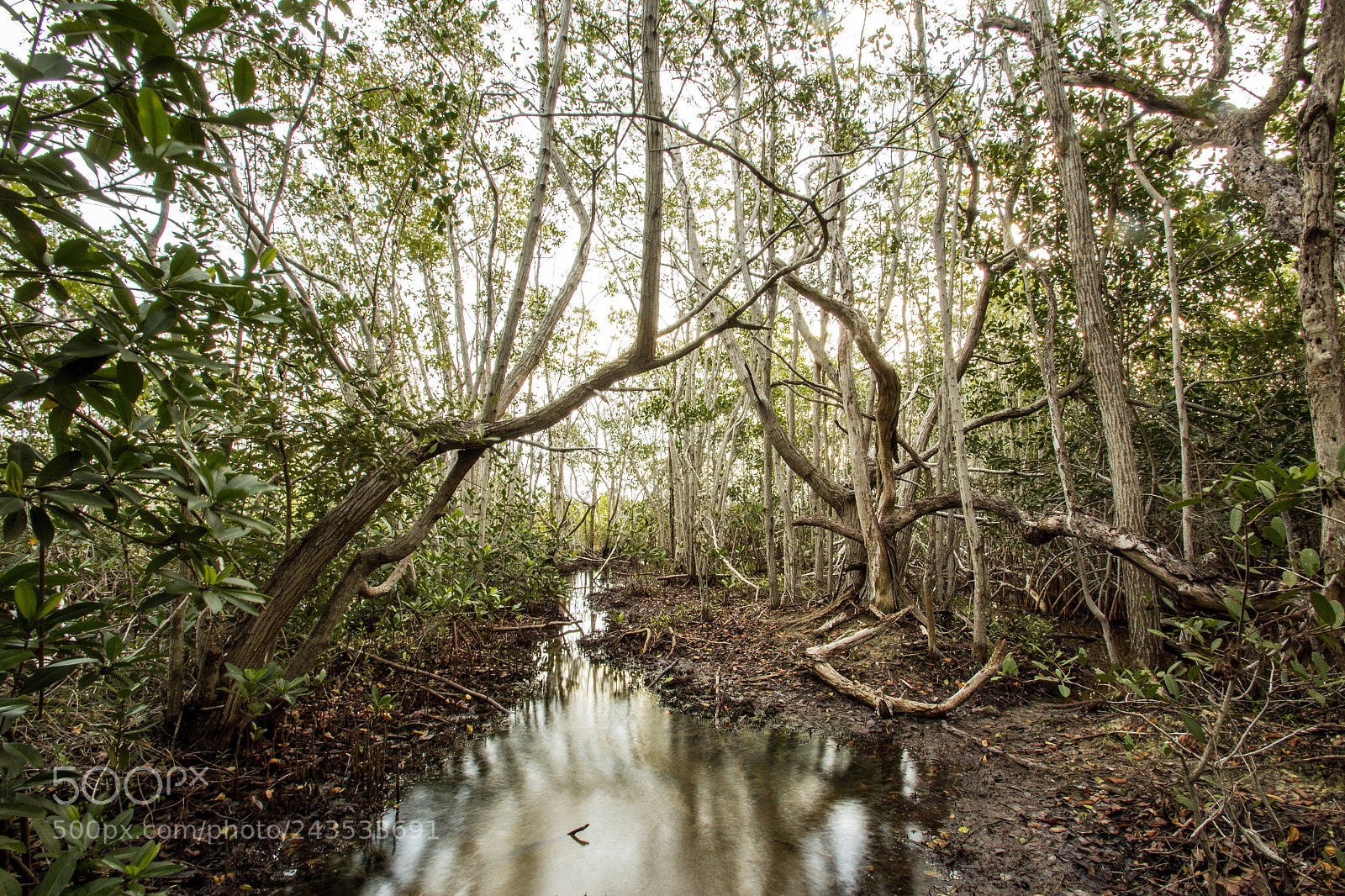 Canon EOS 1200D (EOS Rebel T5 / EOS Kiss X70 / EOS Hi) sample photo. Mangroove at yucatan photography