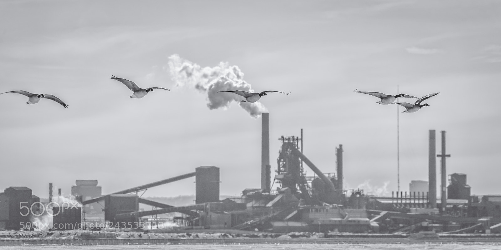 Nikon D810 sample photo. Goose squadron fly by photography