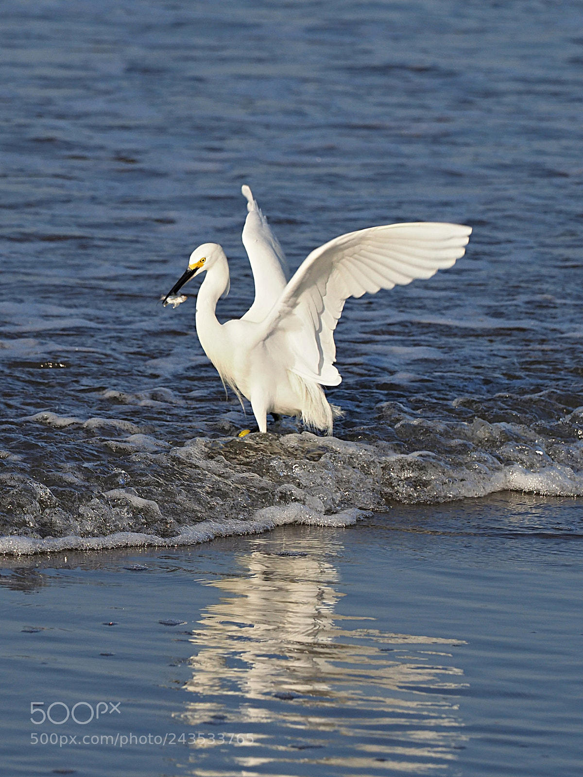 Olympus OM-D E-M1 Mark II sample photo. A catch photography