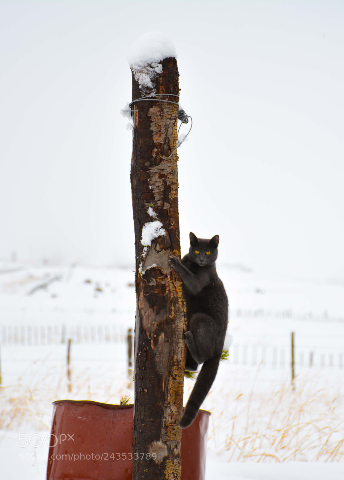 Nikon D7100 sample photo. All my love. photography