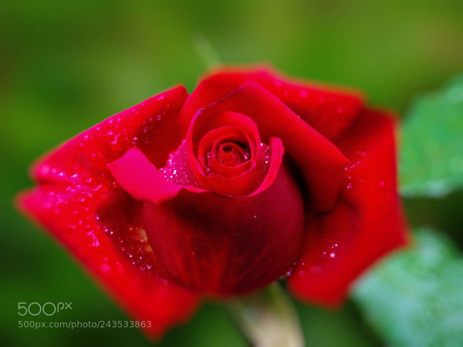 FujiFilm FinePix HS20 EXR (FinePix HS22 EXR) sample photo. Red rose photography