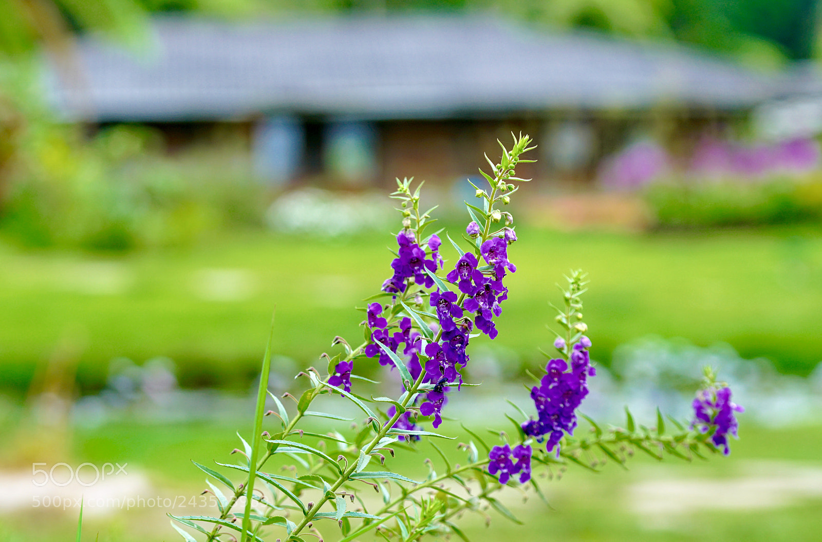 Sony a7R II sample photo. Untitled photography
