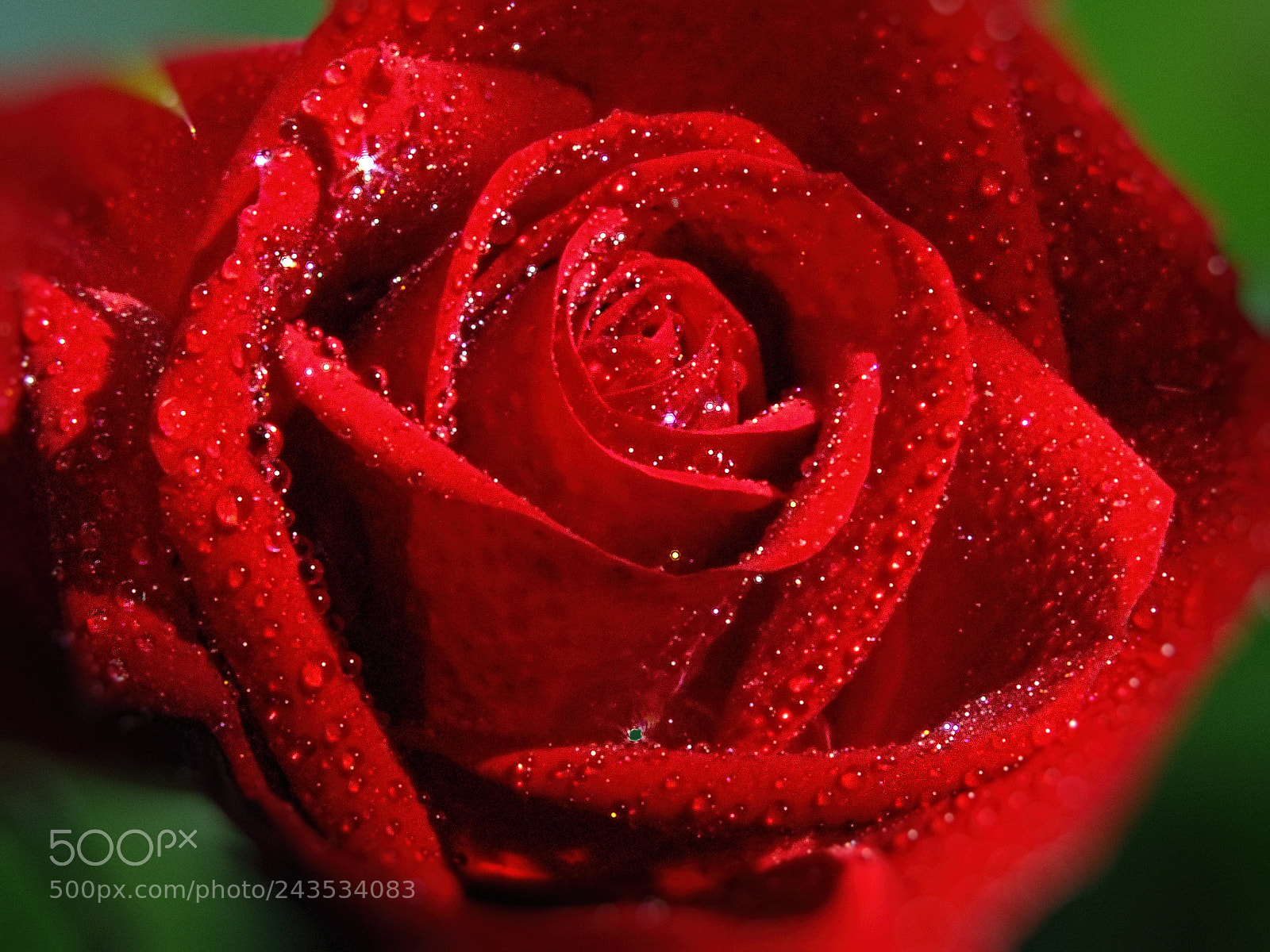 FujiFilm FinePix HS20 EXR (FinePix HS22 EXR) sample photo. Red rose photography