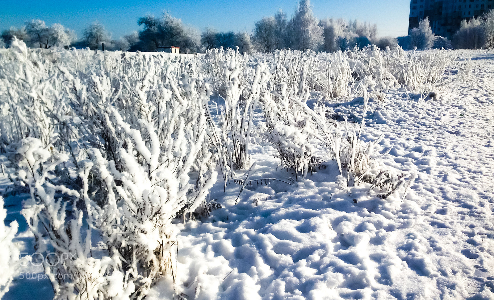 Apple iPhone 5 sample photo. Winter fairy tale (2) photography