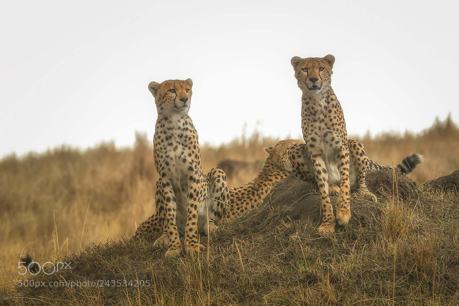 Canon EOS-1D X sample photo. Three cheetah brothers photography
