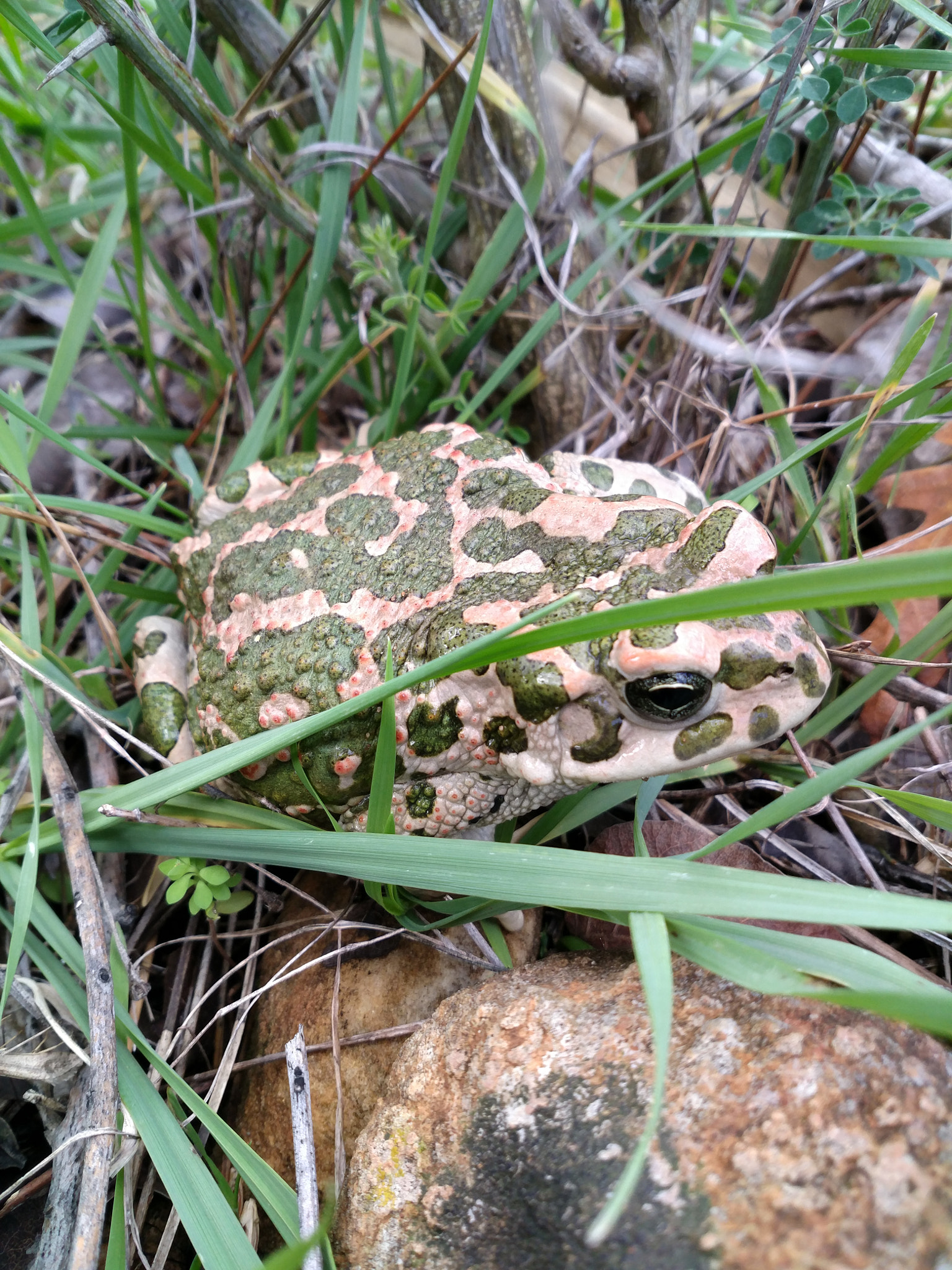 Xiaomi MI 5s Plus sample photo