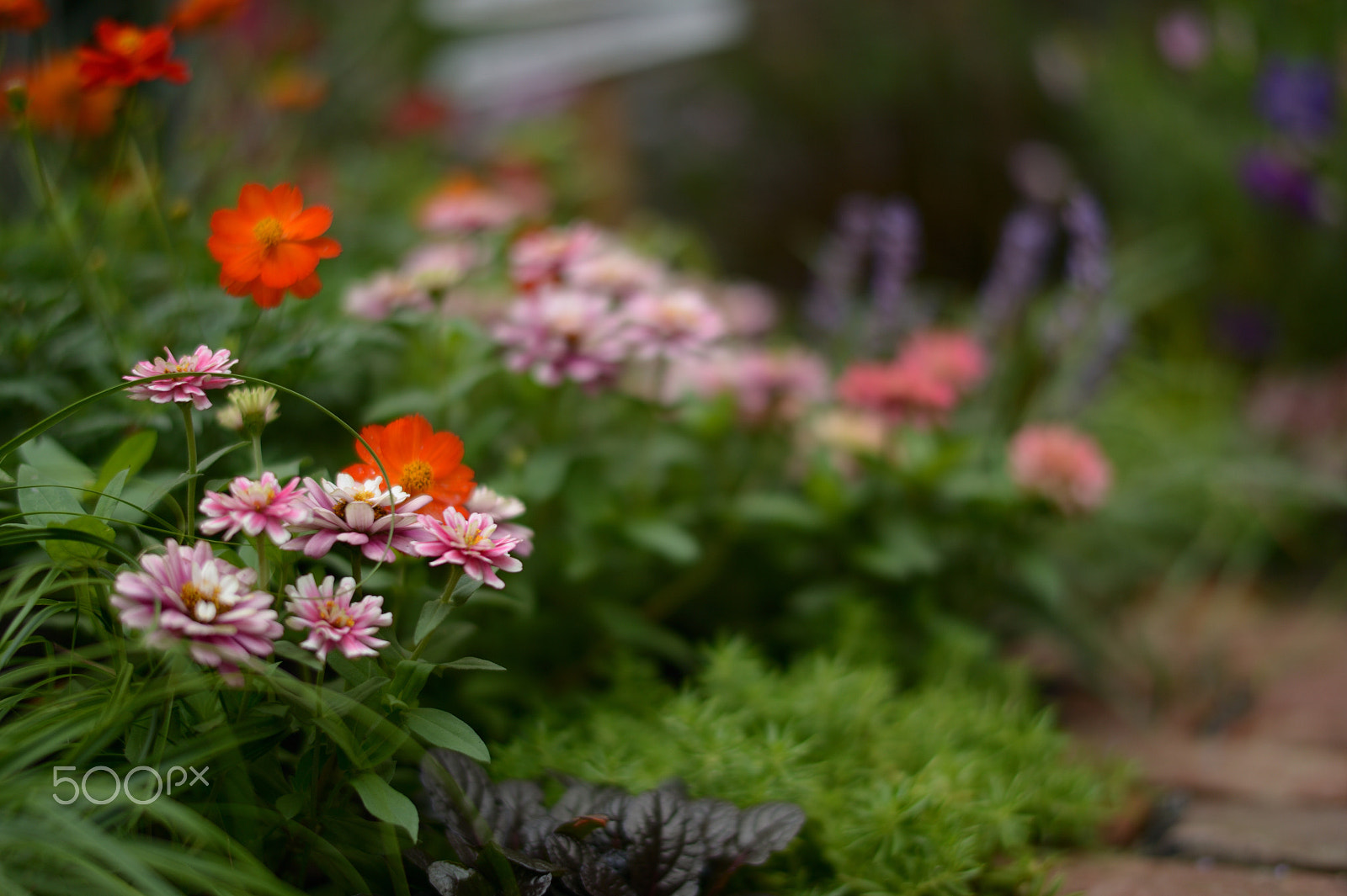 Nikon D4 + Nikon AF-S Nikkor 58mm F1.4G sample photo. Flowers photography