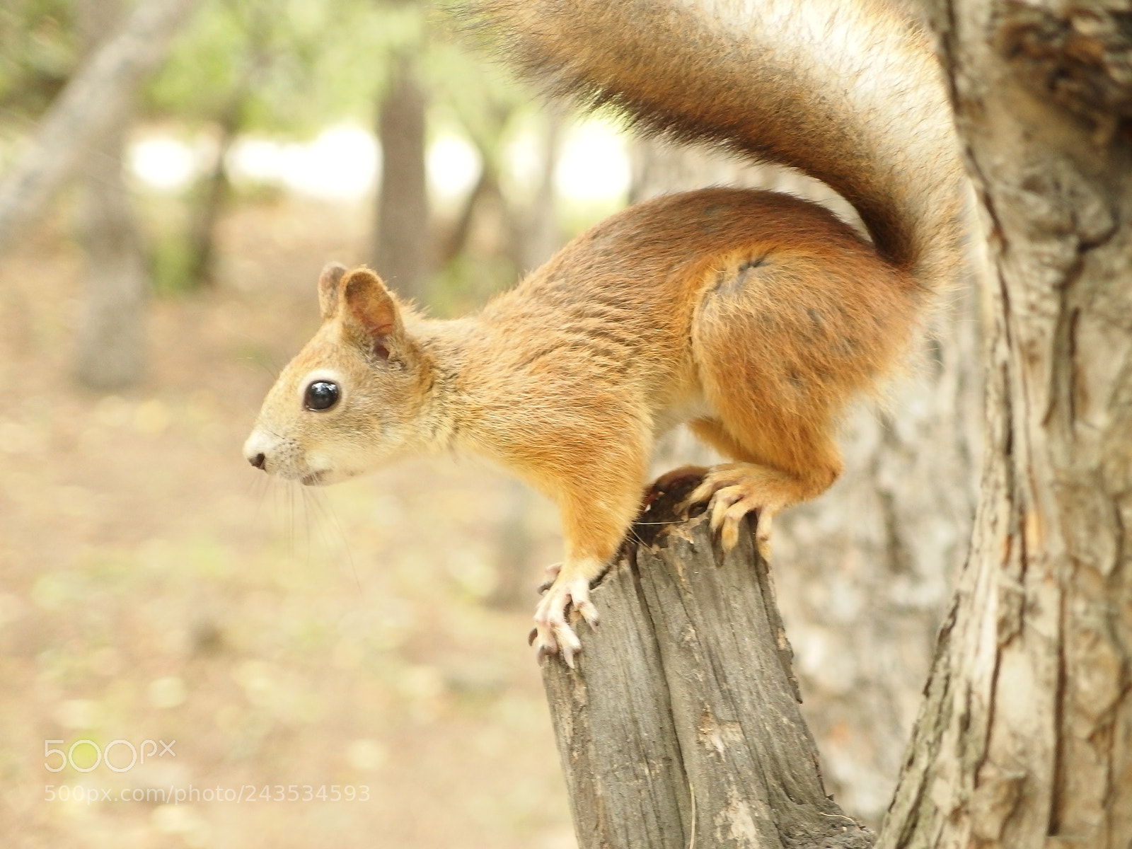 Olympus XZ-2 iHS sample photo. Squirrel photography