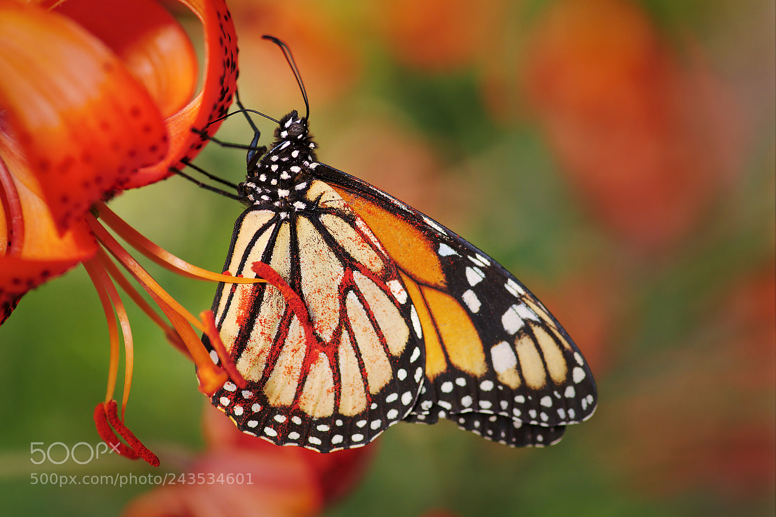 Nikon D850 sample photo. Orange overload photography