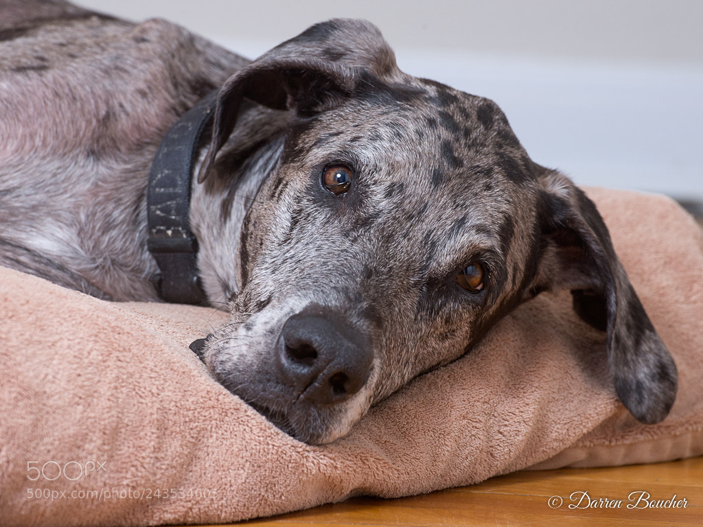 Nikon D610 sample photo. Farewell sweet girl photography