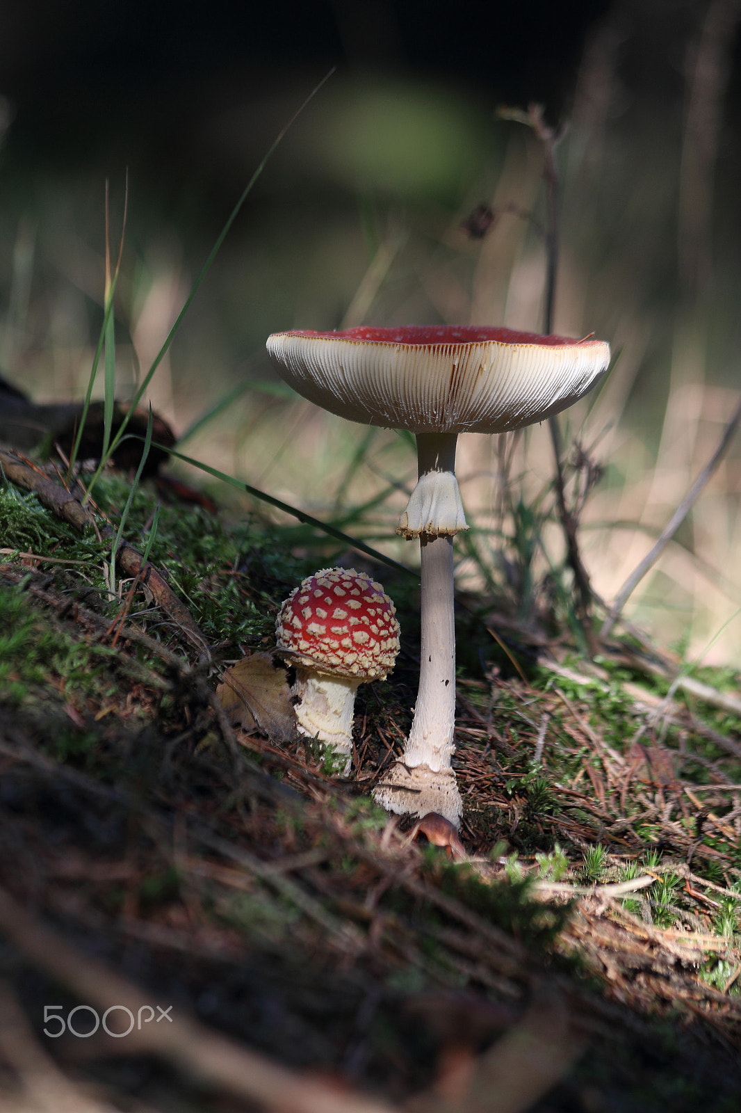 Canon EF 70-300mm F4-5.6 IS USM sample photo. Fly agaric photography