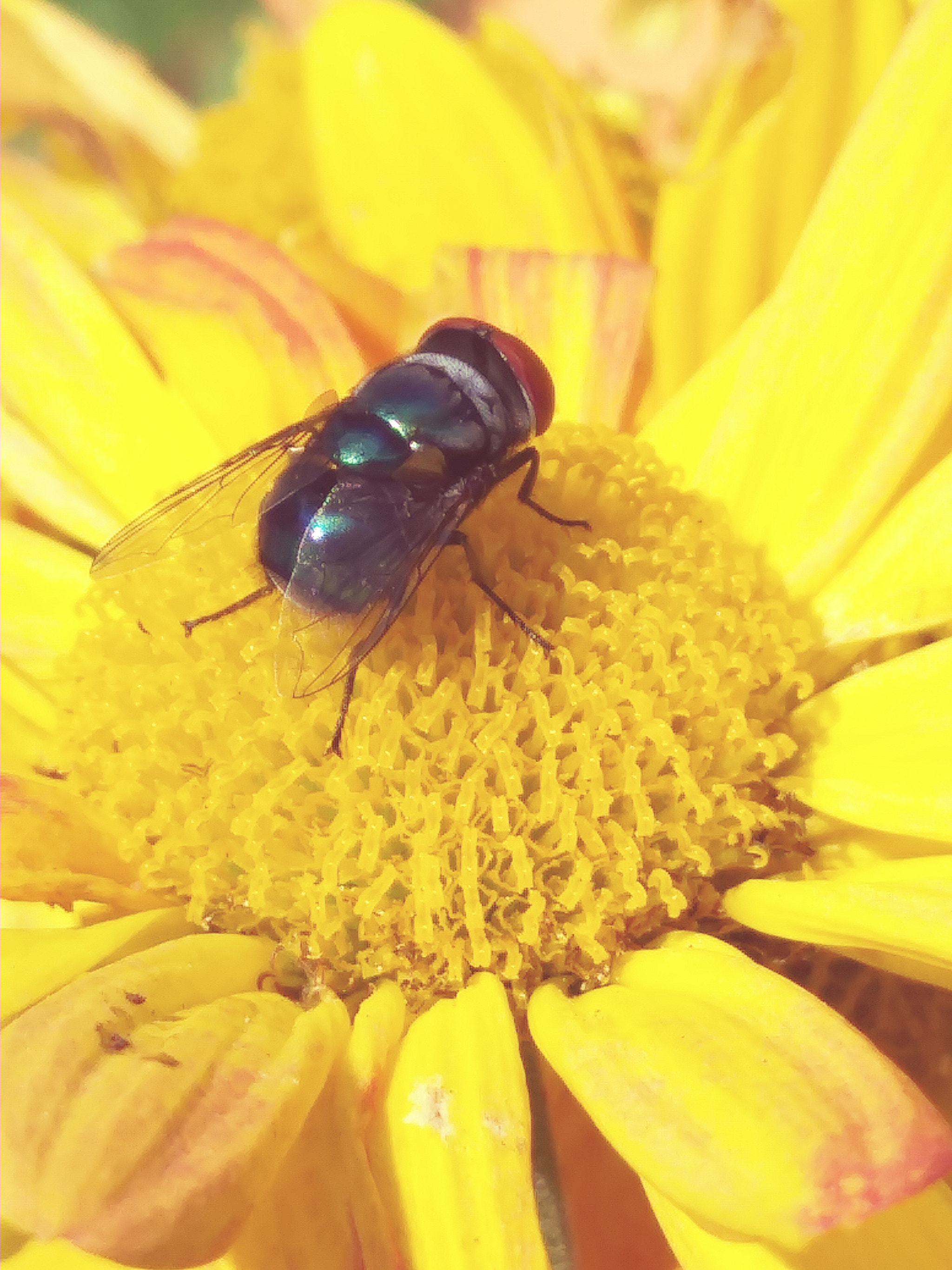 LG K20 V sample photo. The fly and the flower photography