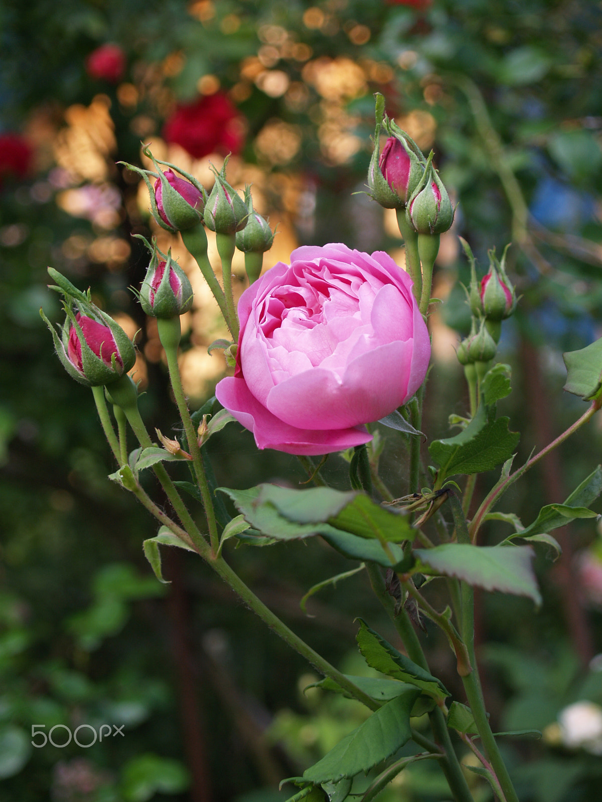 Olympus E-330 (EVOLT E-330) sample photo. Rose garden photography