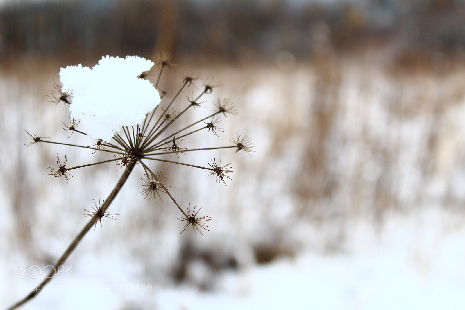 Canon EF-S 18-55mm F3.5-5.6 III sample photo. Winter photography