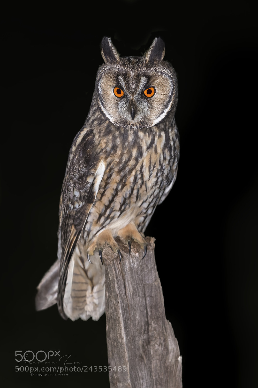 Canon EOS-1D X Mark II sample photo. Night prowler photography