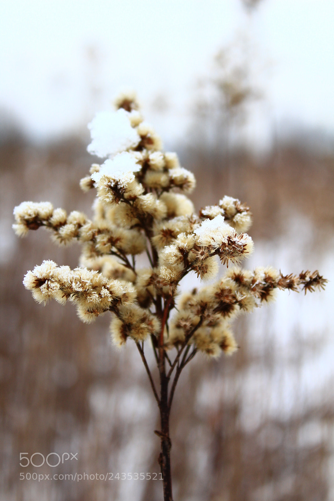 Canon EF-S 18-55mm F3.5-5.6 III sample photo. Winter ii photography