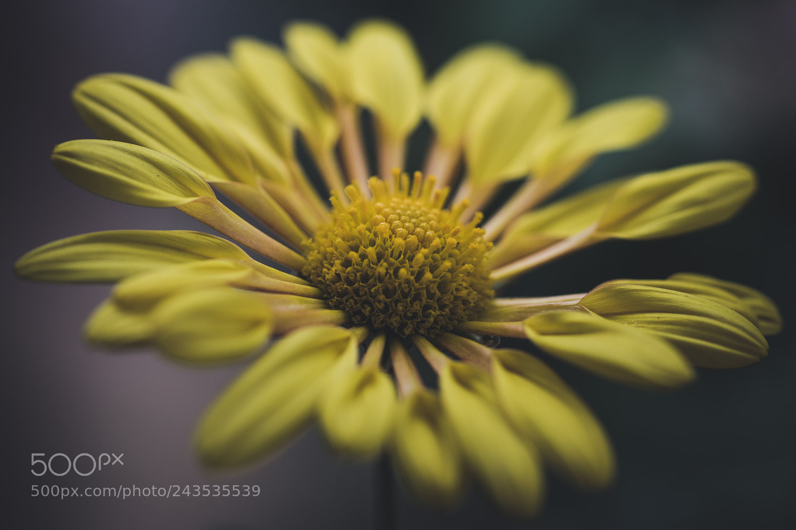 Sony a7 II sample photo. Chrysanthemums photography