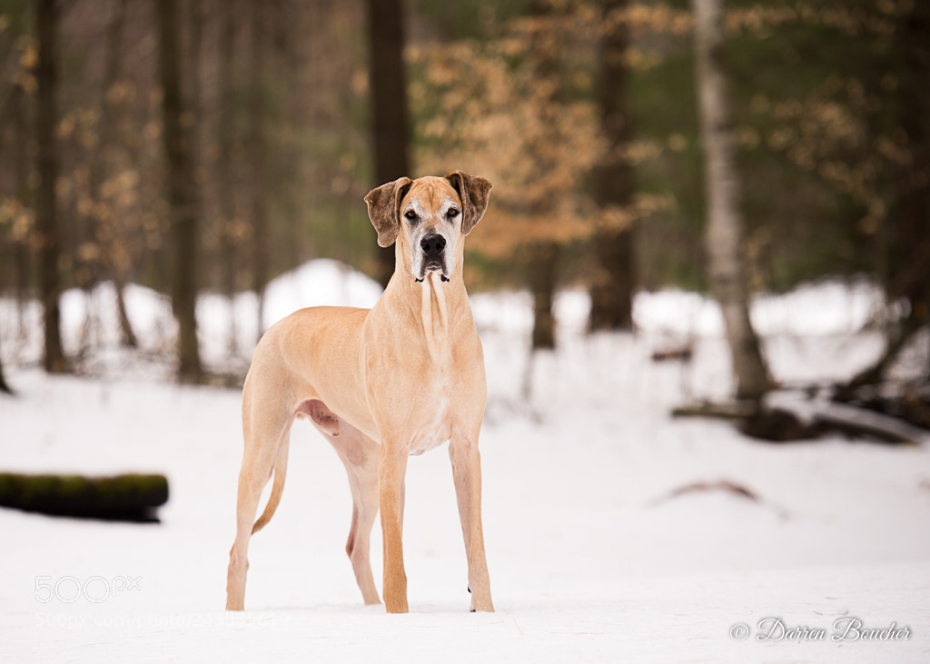 Nikon D610 sample photo. Maximus photography