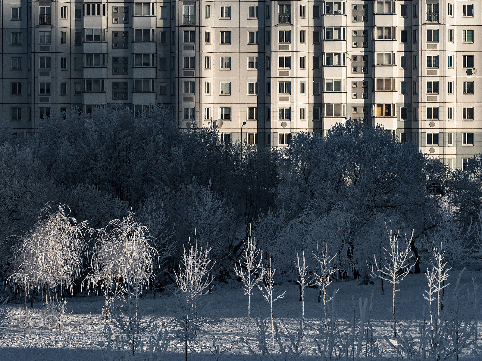 Olympus PEN-F sample photo. Beautiful cold morning photography