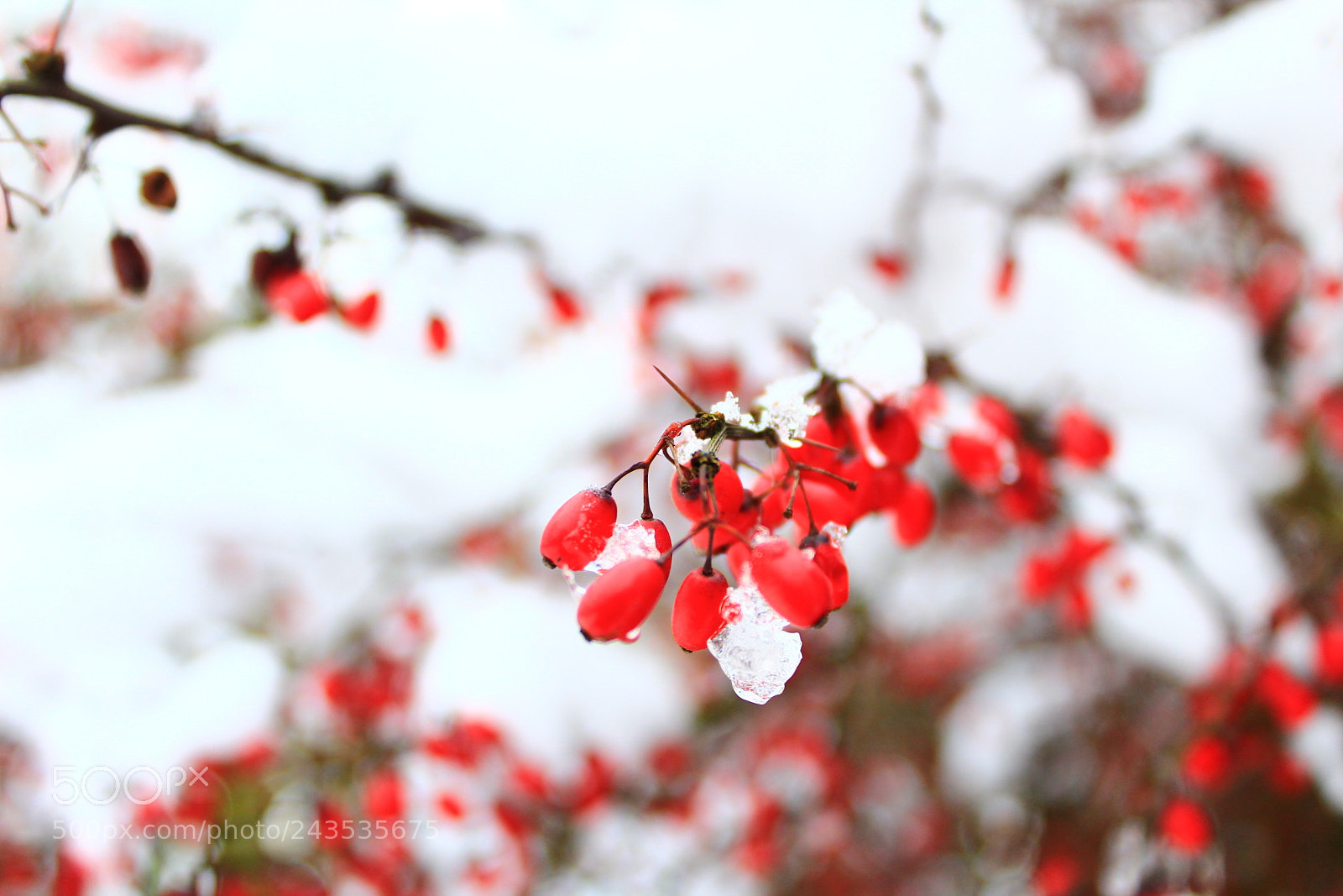 Canon EF-S 18-55mm F3.5-5.6 III sample photo. Untitled photography