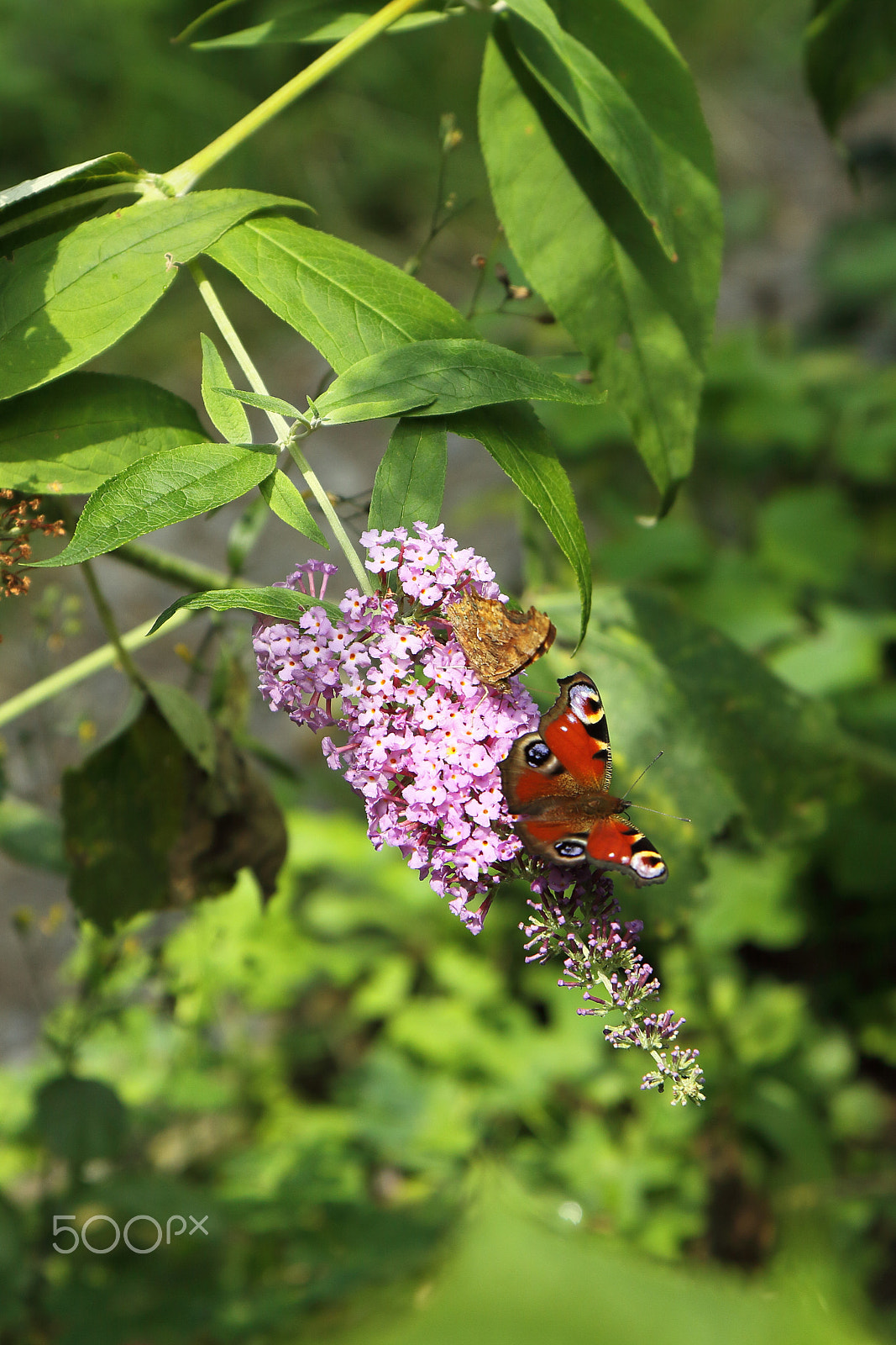 Canon EOS 50D + Canon EF-S 17-55mm F2.8 IS USM sample photo. Peacock butterfly photography