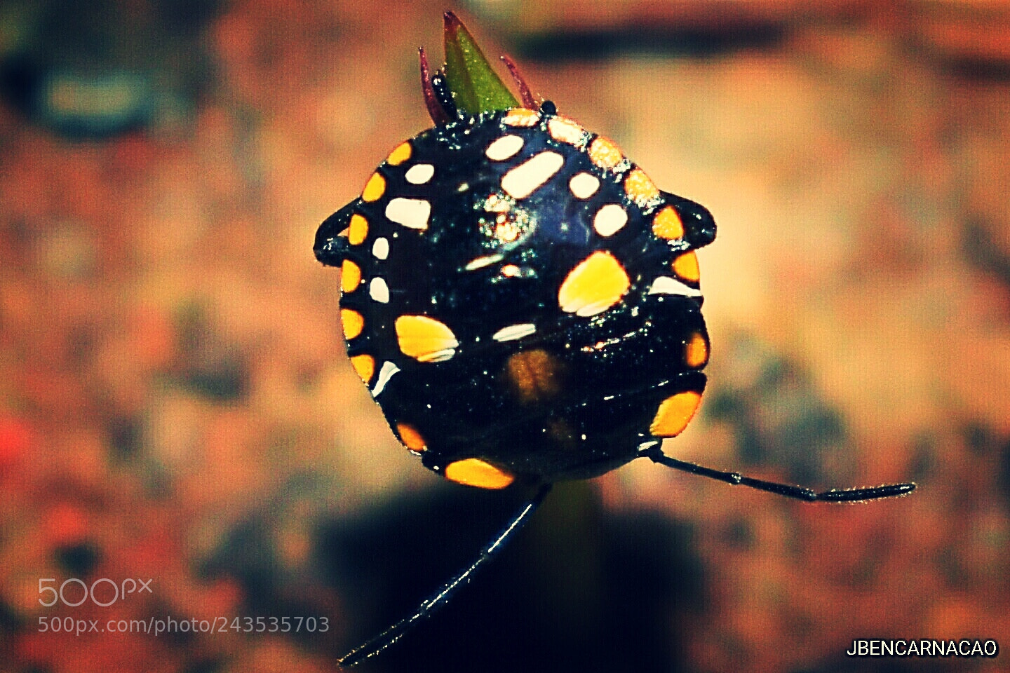 Nikon D5600 sample photo. Ladybug photography