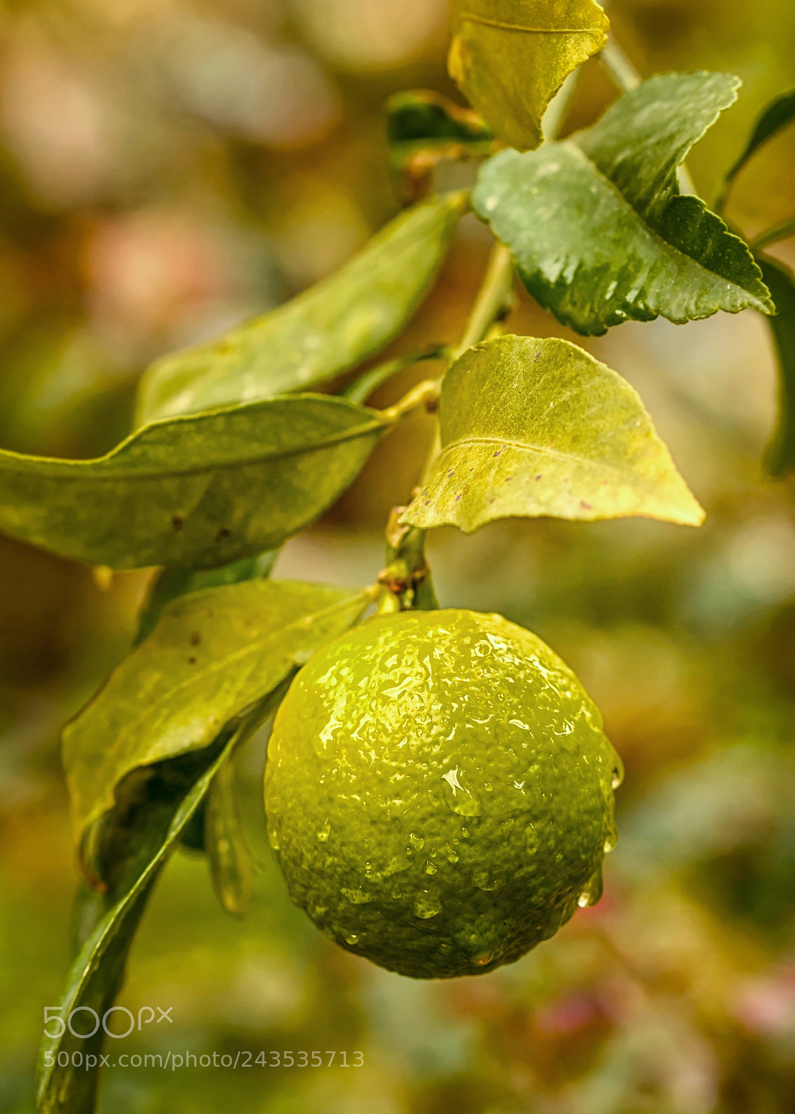 Canon EOS 5DS sample photo. One lemon hanging on photography