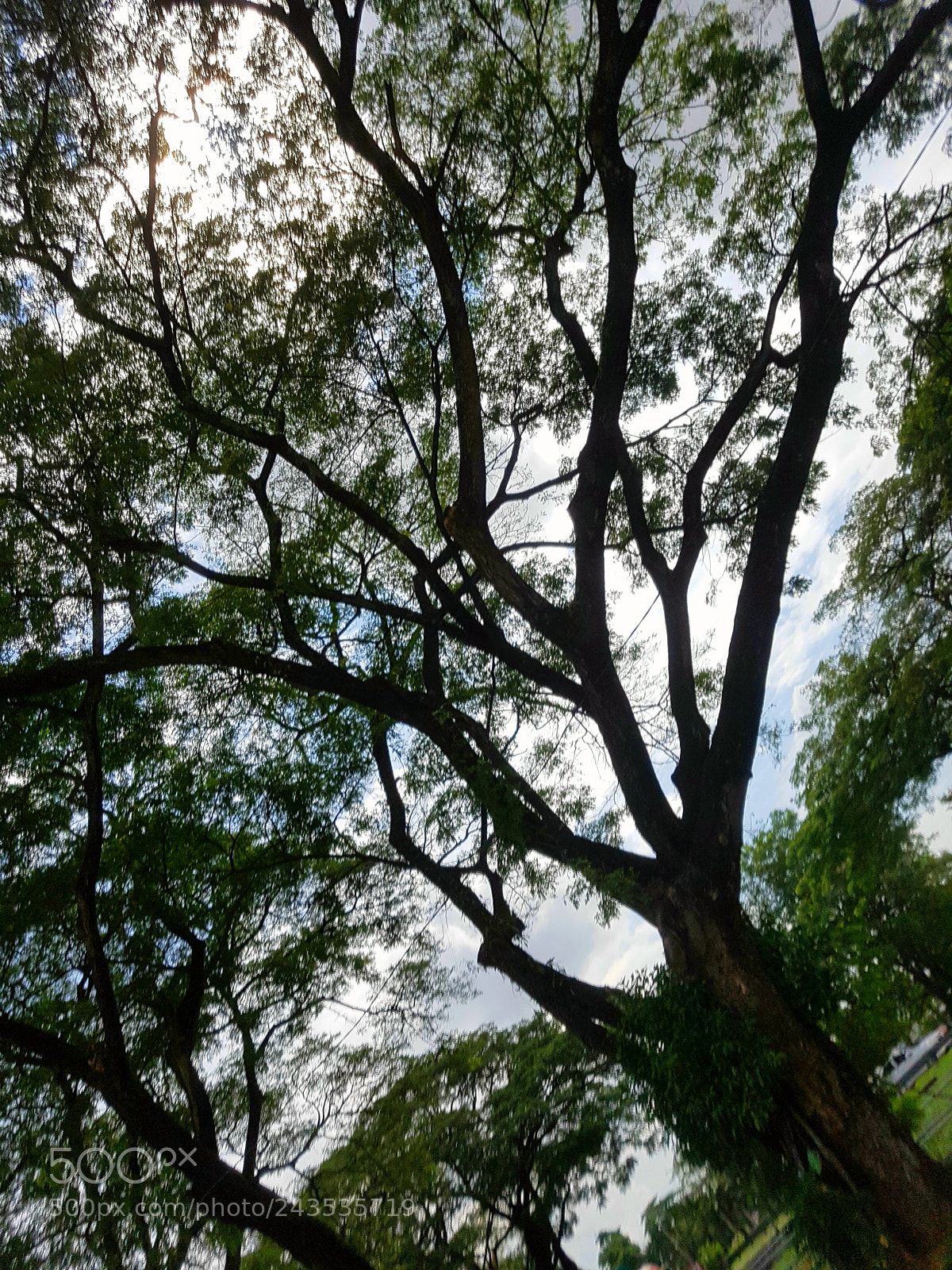 Samsung Galaxy S7 Edge sample photo. Tree horizon photography
