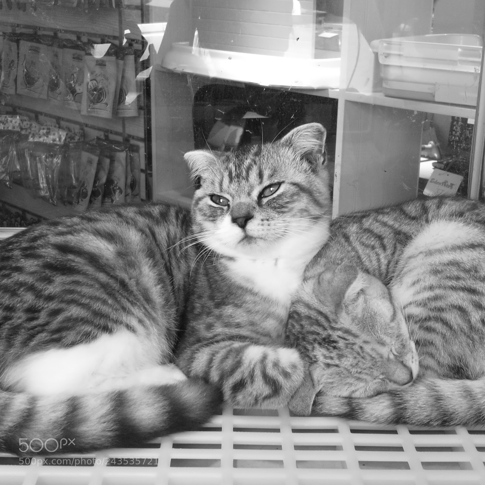 HUAWEI Honor 8 sample photo. Cat photography